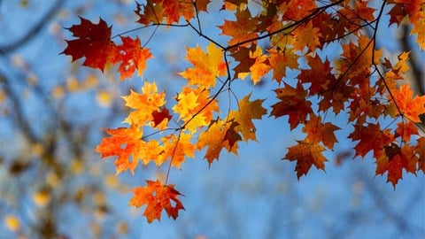 article featured image